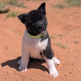 Girl 2 - Black female Akita puppy in Tombstone, Arizona from WeVolution Off-Grid