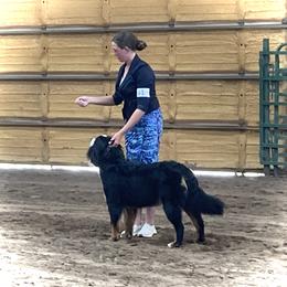 Bernese Mountain Dog All Grown Up from Blue Peak Berners