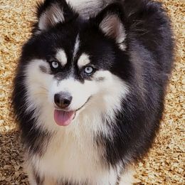 Kazuki - Pomsky