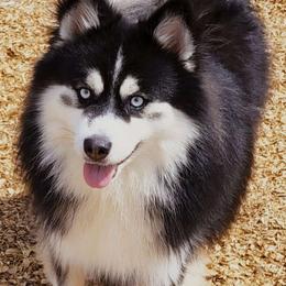 Kazuki - Pomsky