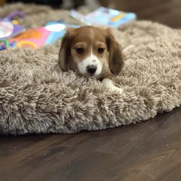 Waylon - Piebald male Dachshund puppy in Superior, Montana from Never Land Dachshunds of Montana