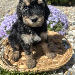 Assorted Doodle Crosses, Aussiedoodle, Bernedoodle, and Poodle Puppies from Pear Tree Prairie Doodles