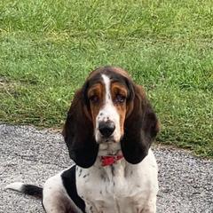 Honey - Basset Hound