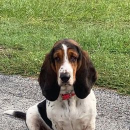 Honey - Basset Hound