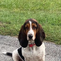 Honey - Basset Hound
