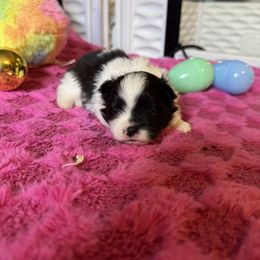 Girl 1 - Black parti female Pomeranian puppy in Vermont from Poms All Day