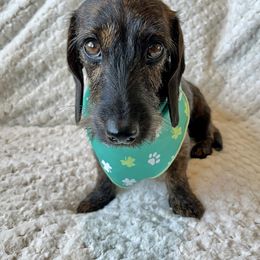 Clover - Dachshund