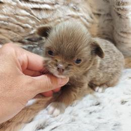 Tiny lilac boy - Chocolate blue male Chihuahua puppy in Richmond, Virginia from Breens