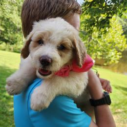Lilly - White female Bernedoodle puppy in Columbia, Missouri from Silver Creek Pups