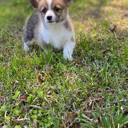 American Corgi and Goldendoodle Puppies from Circle N Farms