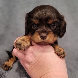 Girl 2 - Chocolate female Cavalier King Charles Spaniel puppy in Romeoville, Illinois from KonopkaKennelsLLC