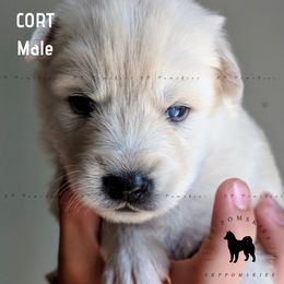 Pomsky Puppies from KP Pomskies LLC