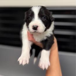 Savage - Black and white female Border Collie puppy in Kalispell, Montana from North Fork Border Collies