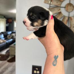 Ryder - Black and tan male American Corgi puppy in Post Falls, Idaho from Splootin’ around Corgi’s