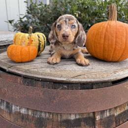 Dachshund Puppies from Thomas Homestead and Rabbitry