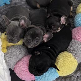 French Bulldogs from Burger's Pups