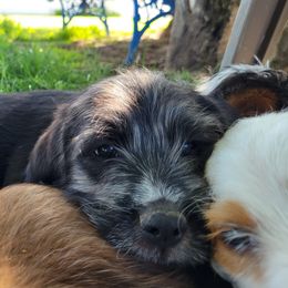Arthur - Black and white male Assorted Doodle Crosses puppy in Blackfoot, Idaho from Lucky Pup Meadows