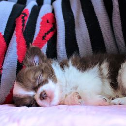 Chihuahua Puppies from Madelyn Kaye's Dynasty Couture Chihuahuas, LLC