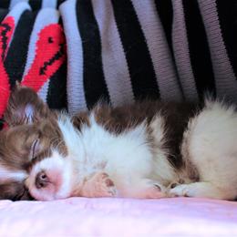 Chihuahua Puppies from Madelyn Kaye's Dynasty Couture Chihuahuas, LLC