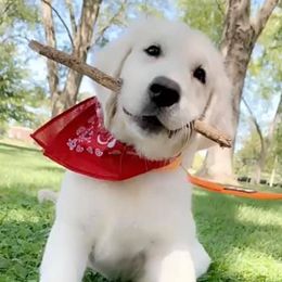 Golden Retrievers from All 4 Paws of Pheasant Run