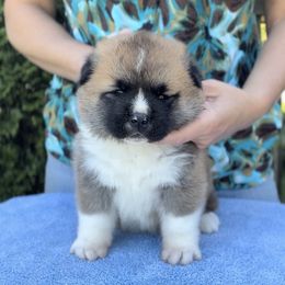 Boy 3 - Red male Akita puppy in Coopersburg, Pennsylvania from Main Street Akitas