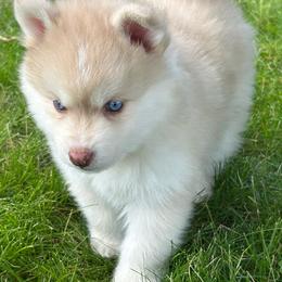 Jinu - Red and white male Pomsky puppy in Coeur D'alene, Idaho from PNW Pomskys