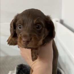 Dachshunds from Doxie Den