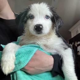 Bubbles - Blue merle female Miniature Australian Shepherd puppy in Bohemia, New York from Wiggle Bum Ranch