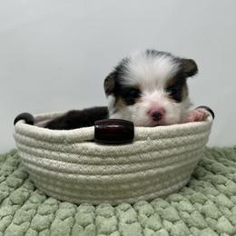 Millie - Black and tan female Pembroke Welsh Corgi puppy in Waco, Texas from The Comma Corgis