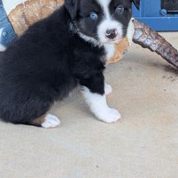 Woody - Black tri male Miniature Australian Shepherd puppy in Lufkin, Texas from Texas Lil Cowdogs