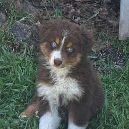 Guava - Red tri-color female Australian Shepherd puppy in Albany, Oregon from Red Cloud Australian Shepherds and DeGray Great Danes & Bulldogs