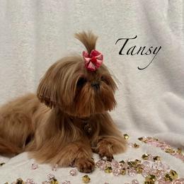 Tansy - Shih Tzu