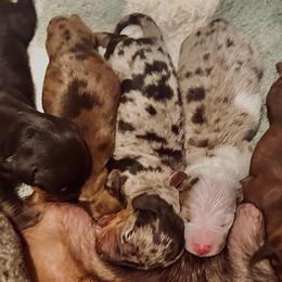 Sage - Dapple male Dachshund puppy in Fontana, California from DOXI.E.