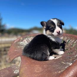 Pembroke Welsh Corgi Puppies from Top-Notch Paws