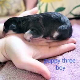 Pomsky Puppies from Nebula Ranch Pomskies
