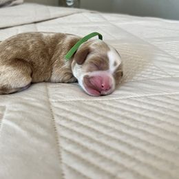 Cappuccino (green) Male - Red  male Goldendoodle puppy in Apopka, Florida from The Classic Doodle