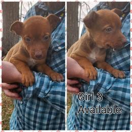 Girl 3 - Red female Australian Kelpie puppy in Bradford, Arkansas from Cedar Rock Heelers and Kelpies