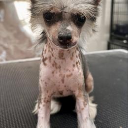 Sable tri - Sable female Chinese Crested puppy in Rockvale, Tennessee from Cosmic Chinese Cresteds & Wind-Echo Poodles