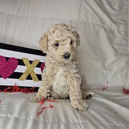 Pink - Parti female Goldendoodle puppy in Grovetown, Georgia from Snug-a-Doodles