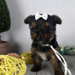 White girl - Black and tan female Yorkshire Terrier puppy in Dahalonega, Georgia from Country Dog Kennels.