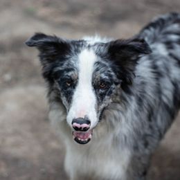 Waylon - Border Collie