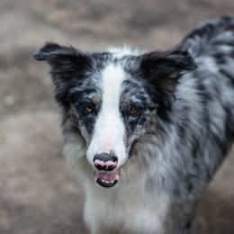 Waylon - Border Collie