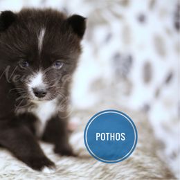 Pomsky Puppies from New Gaia Pomsky