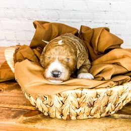 Bernedoodle and Goldendoodle Puppies from Larsen Litters