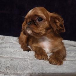 Charisma's strwberry wine - Red female English Toy Spaniel puppy in Glenwood City, Wisconsin from NyaStar