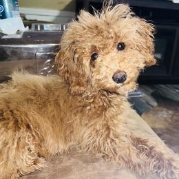 Molly - Poodle