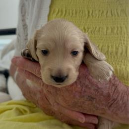 Teddy - Cream male Dachshund puppy in Alpine, California from Christie's Doxies