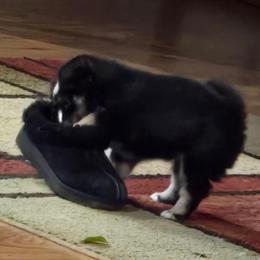 Vince - Black and white male Pomsky puppy in Elgin, Oregon from Kenna'z Kuddly Pomskiez