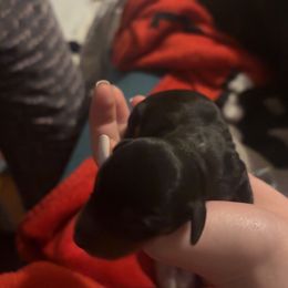 Boy 2 - Black and tan male Dachshund puppy in Belton, South Carolina from Amy’s Dachshunds