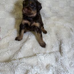 Cockapoo Puppies from Stella’s Six